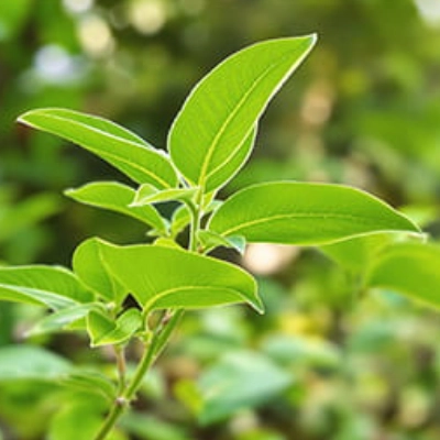 Traditional herb used in Ayurvedic practices